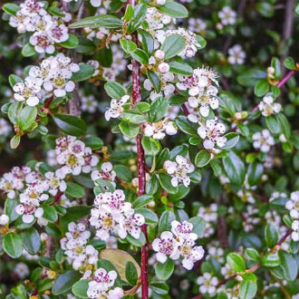 Cotoneaster Queen of Carpets imagine 4