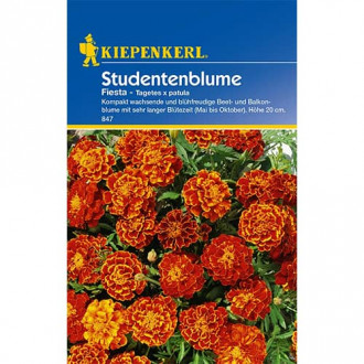 Crăițe Fiesta imagine 12