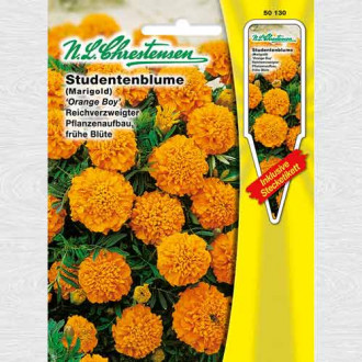 Crăițe Orange Boy imagine 8