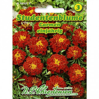 Crăițe pitice Carmen imagine 12