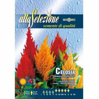 Creasta cocoșului, mix multicolor imagine 1