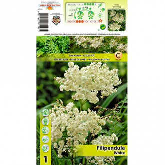 Crețușcă (Filipendula) Alba imagine 4