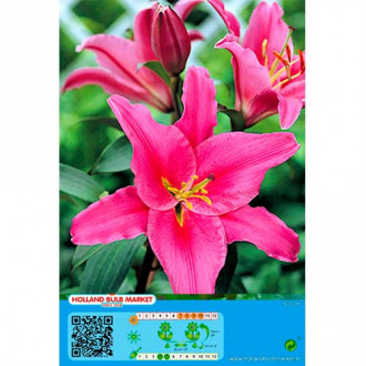 Crin Acapulco imagine 10