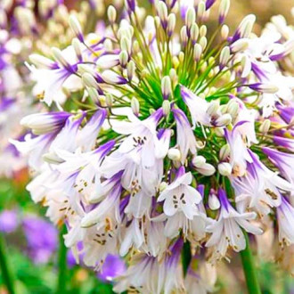 Crin african (Agapanthus) Fireworks imagine 1