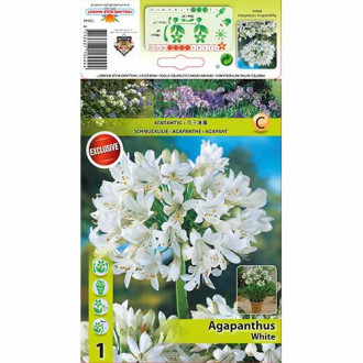 Crin african (Agapanthus) White imagine 2
