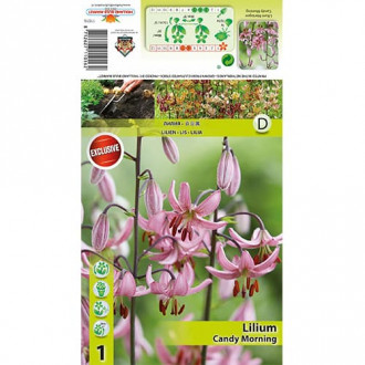 Crin Candy Morning imagine 12