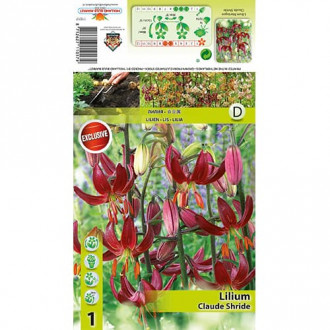 Crin Claude Shride imagine 15