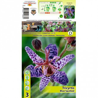 Crin de apă (Tricyrtis) Blue Spotted imagine 1