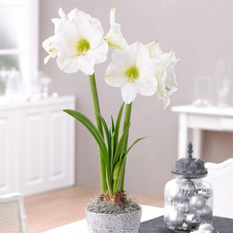 Crin de cameră (Amaryllis) Christmas Gift imagine 7