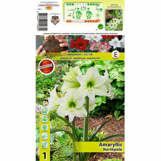Crin de cameră (Amaryllis) Northpole imagine 4