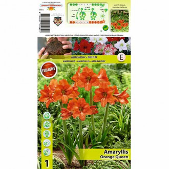 Crin de cameră (Amaryllis) Orange Queen imagine 6