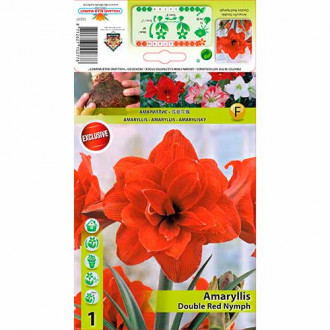 Crin de cameră (Amaryllis) Red Nymph imagine 5