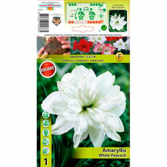 Crin de cameră (Amaryllis) White Peacock imagine 5