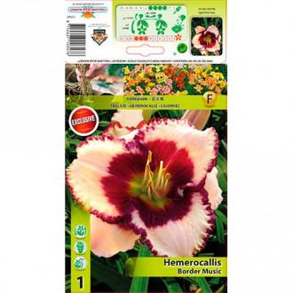 Crin de o zi (Hemerocallis) Border Music imagine 12