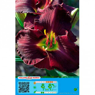 Crin de o zi (Hemerocallis) Double Black imagine 9