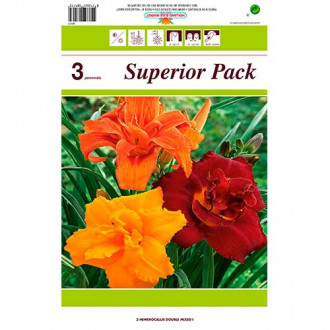 Crin de o zi (Hemerocallis) Double mix multicolor imagine 10