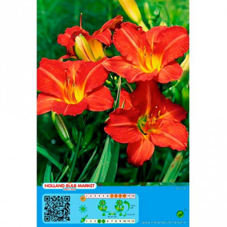 Crin de o zi (Hemerocallis) Red imagine 5