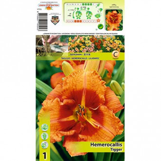 Crin de o zi (Hemerocallis) Tigger imagine 8