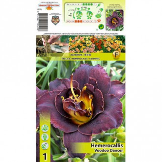 Crin de o zi (Hemerocallis) Voodoo Dancer imagine 2