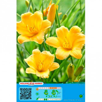 Crin de o zi (Hemerocallis) Yellow imagine 6