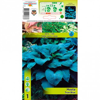 Crin de toamnă (Hosta) True Blue imagine 6