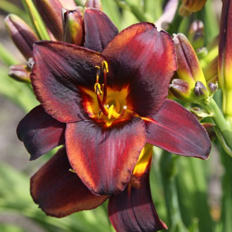 Crin de vară (Hemerocallis) Sweet Hot Chocolate imagine 13