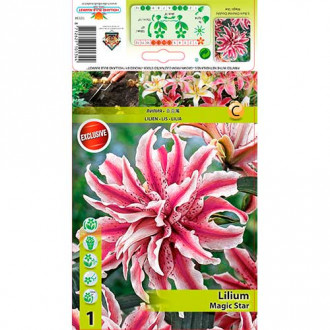 Crin Magic Star imagine 18