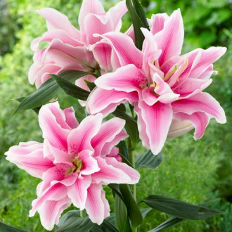 Crin oriental Double Soft Music imagine 2