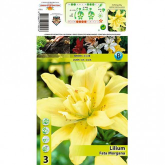 Crin Fata Morgana imagine 11