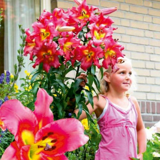 Crin gigant Robina imagine 5