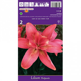 Crin Hotpants imagine 13