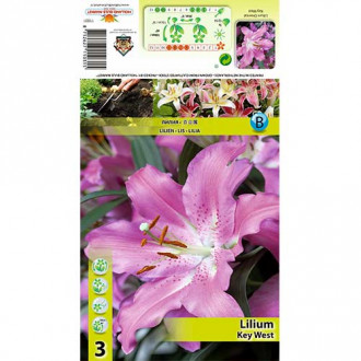 Crin Key West imagine 2