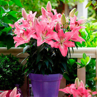 Crin Latvia imagine 4