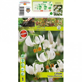 Crin Snowy Morning imagine 14