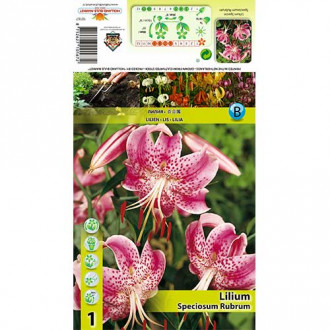 Crin Speciosum Rubrum imagine 2