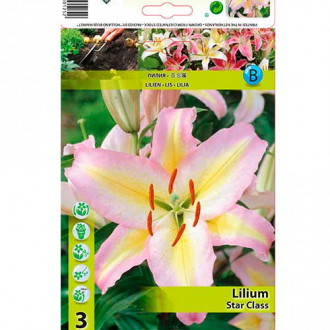 Crin Star Class imagine 4