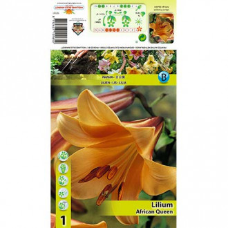 Crin African Queen imagine 4