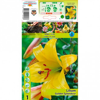 Crin Golden Splendour imagine 1