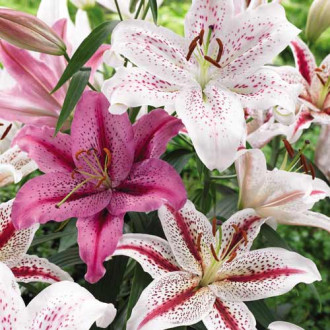 Crini Tigrați mix multicolor imagine 18