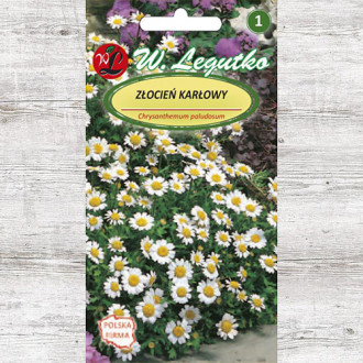 Crizantemă pitică albă Legutko imagine 7