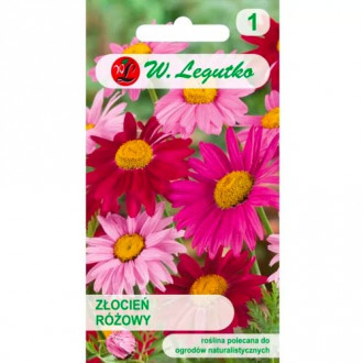 Crizantemă roz, Mix Legutko imagine 11