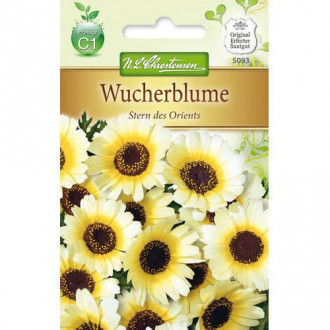 Crizantemă Stern des Orients imagine 7