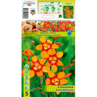 Crocosmia Emily McKenzie imagine 3