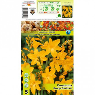Crocosmia George Davidson imagine 5