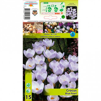 Brândușe Blue Pearl imagine 3