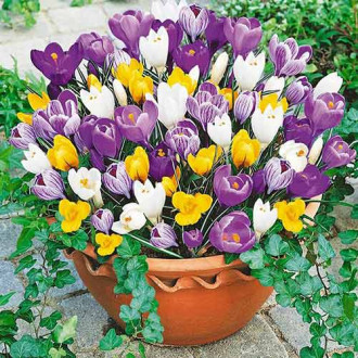 Krokus botaniczny, mix kolorów interface.image 13