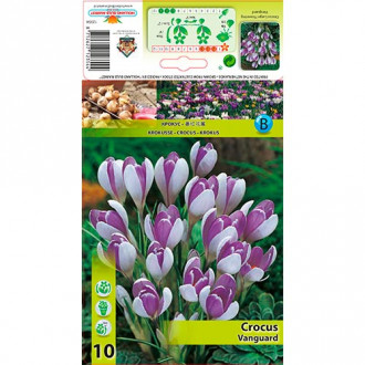 Brândușe Vanguard imagine 1