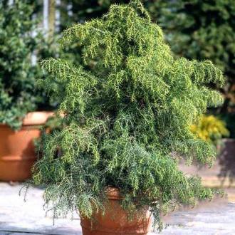 Cryptomeria Elegans Viridis imagine 2