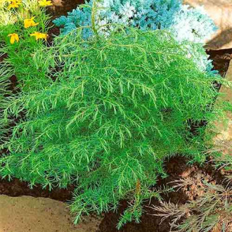 Cryptomeria Elegans imagine 1