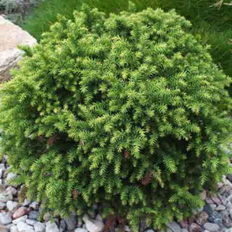 Cryptomeria Monstrosa Nana imagine 3